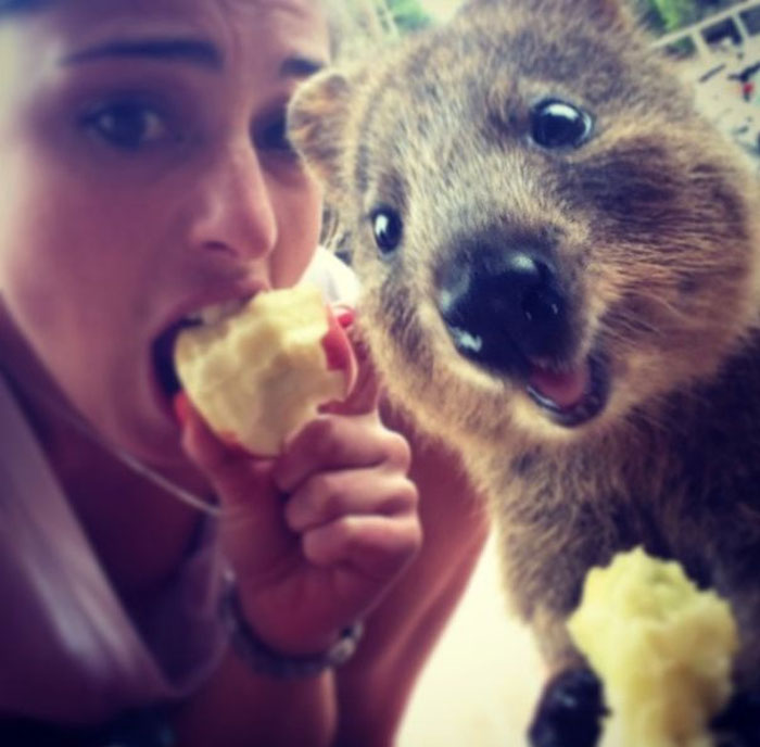 Quokka Selfie
