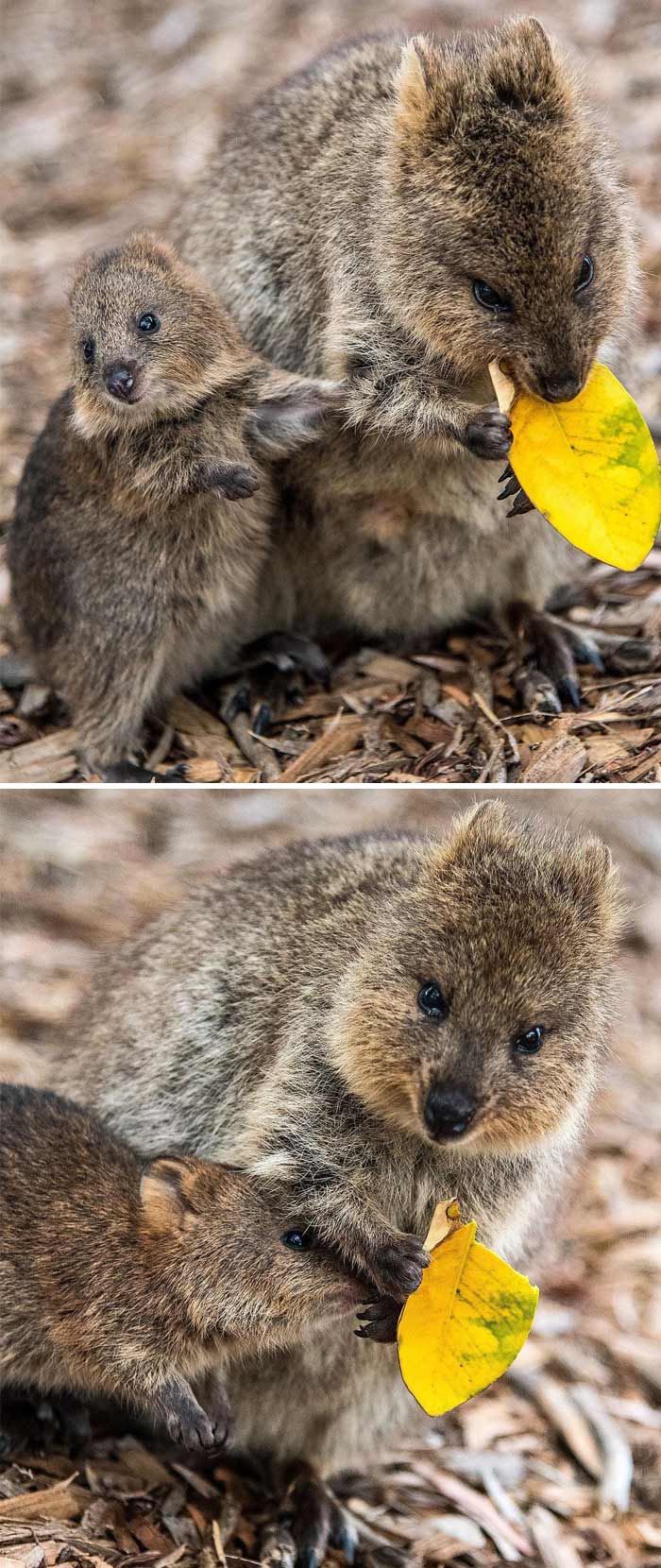 I Was Delighted To Be Able To See These Cute Little Animals Up Close