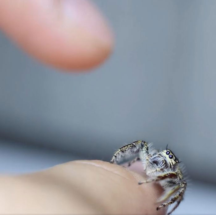 Penelope Wants Upsies