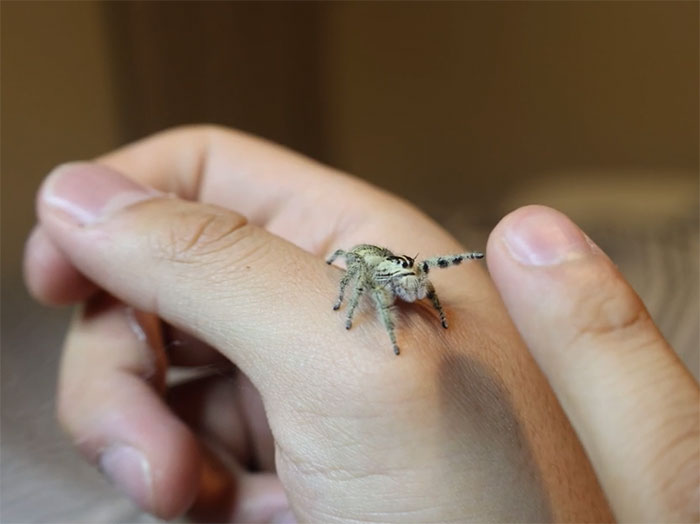 Meet Ivana, Female Hyllus Diardi. I Love How She Reaches Out