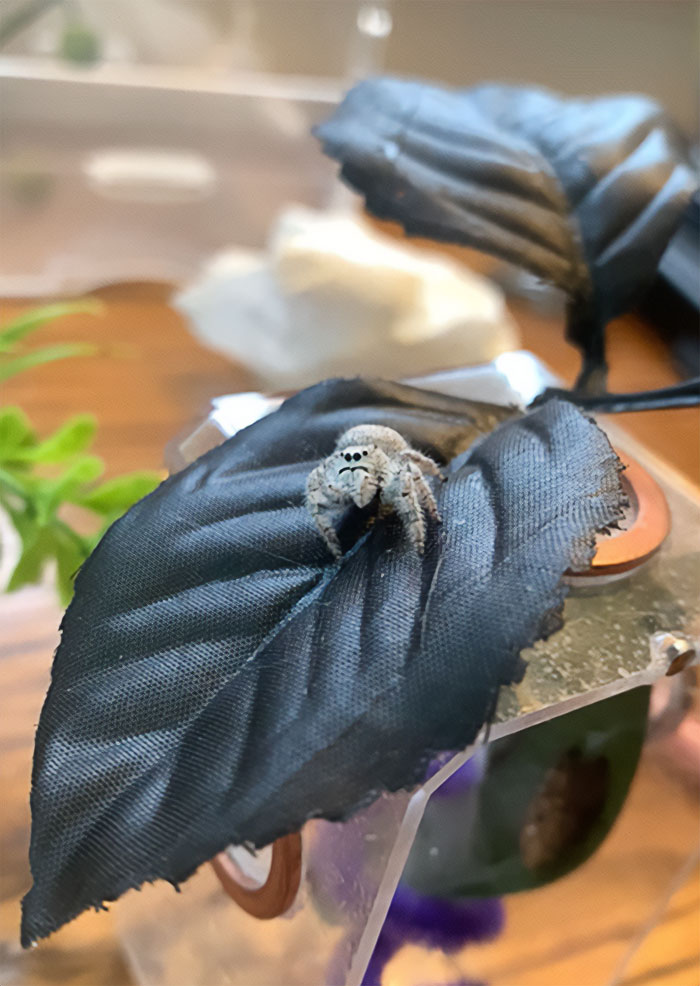 I Could Watch Angel Groom Herself All Day!