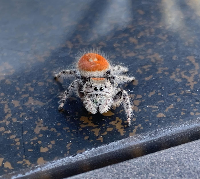 Cardinal Jumper Found In My Backyard In Socal!