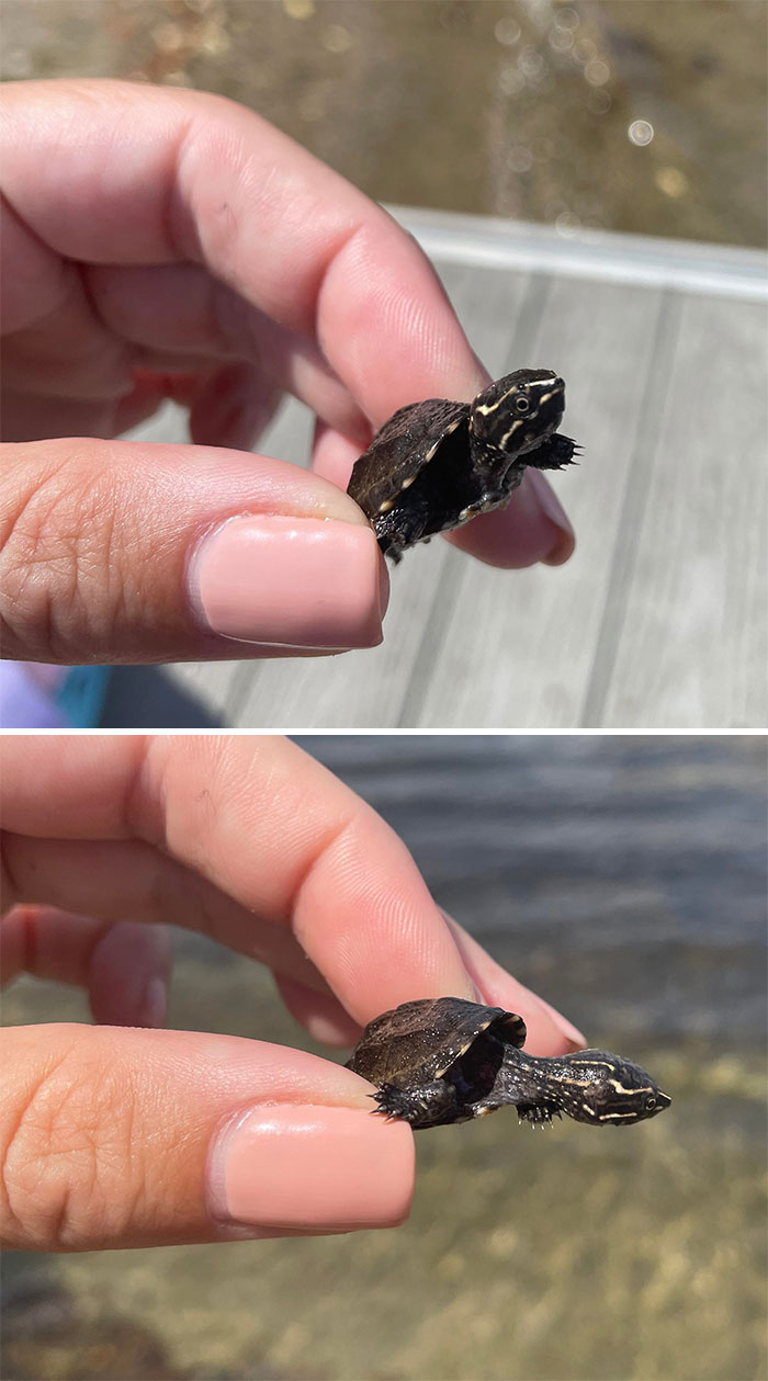 Fact: This Little Guy (Or Girl) Is Adorable