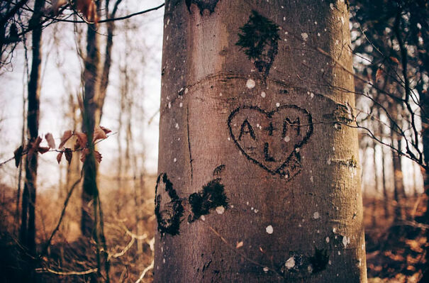 Tree trunk with carved heart and initials, surrounded by a forest.