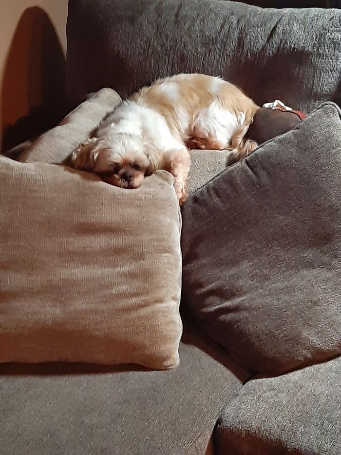 The Couch Alone Is Not Good Enough For Dex