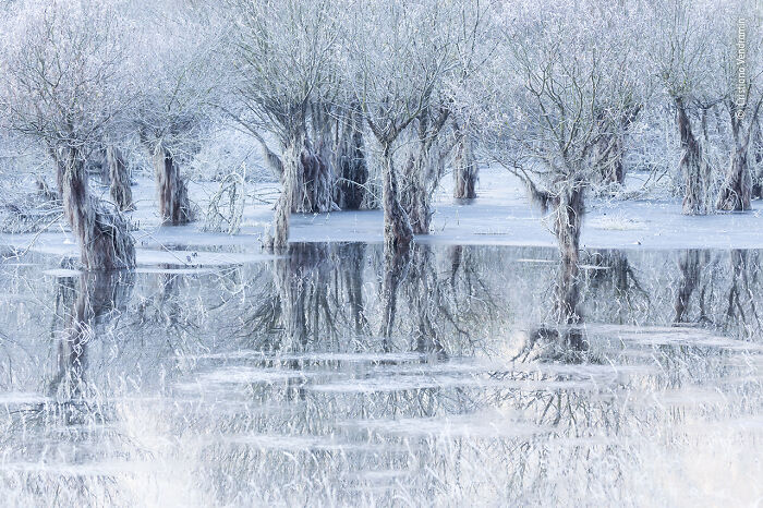 Frost-covered trees reflected in icy water, a stunning wildlife photographer image from the 2021 contest entries.