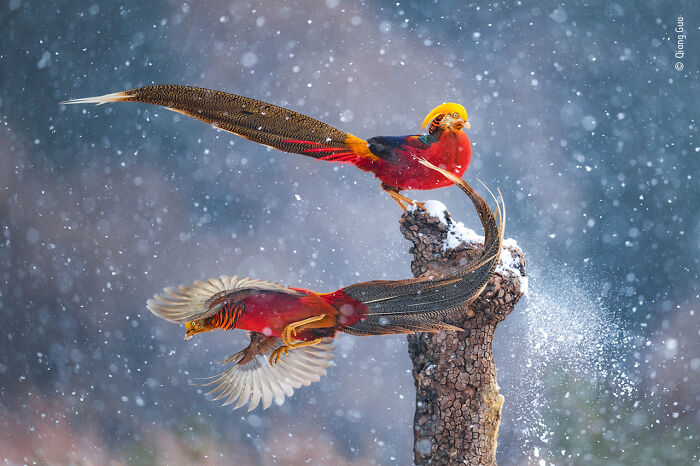Two vibrant birds with long tails captured in snowfall, featured in the Wildlife Photographer of the Year contest.