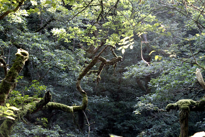 Tree Man At River Lyn, Exmoor UK