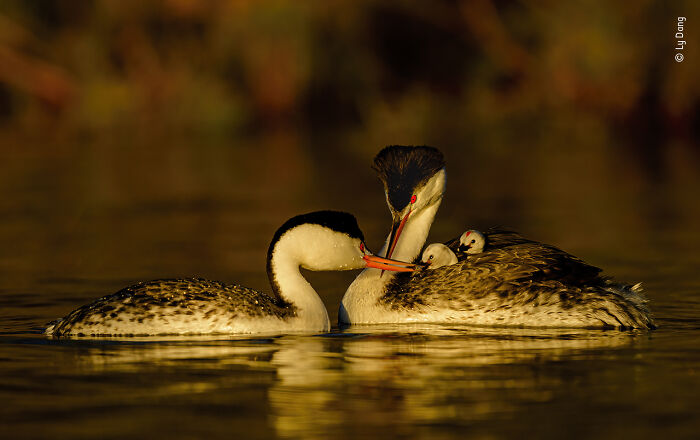 Pair of grebes with two chicks resting on water, captured in a stunning wildlife photographer of the year contest image.