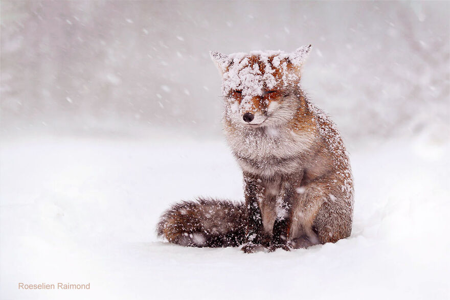 Powdered Fox