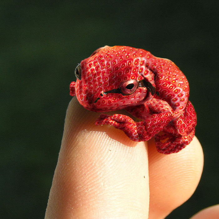 DesignCrowd Hosts A Frog Photoshop Contest, And Here Are 30 Of The Best Submissions