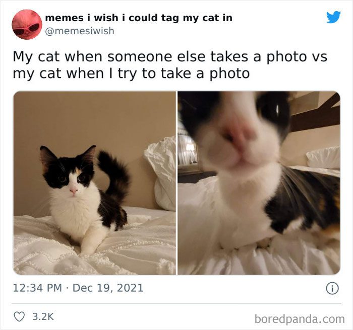 Funny Cat Memes