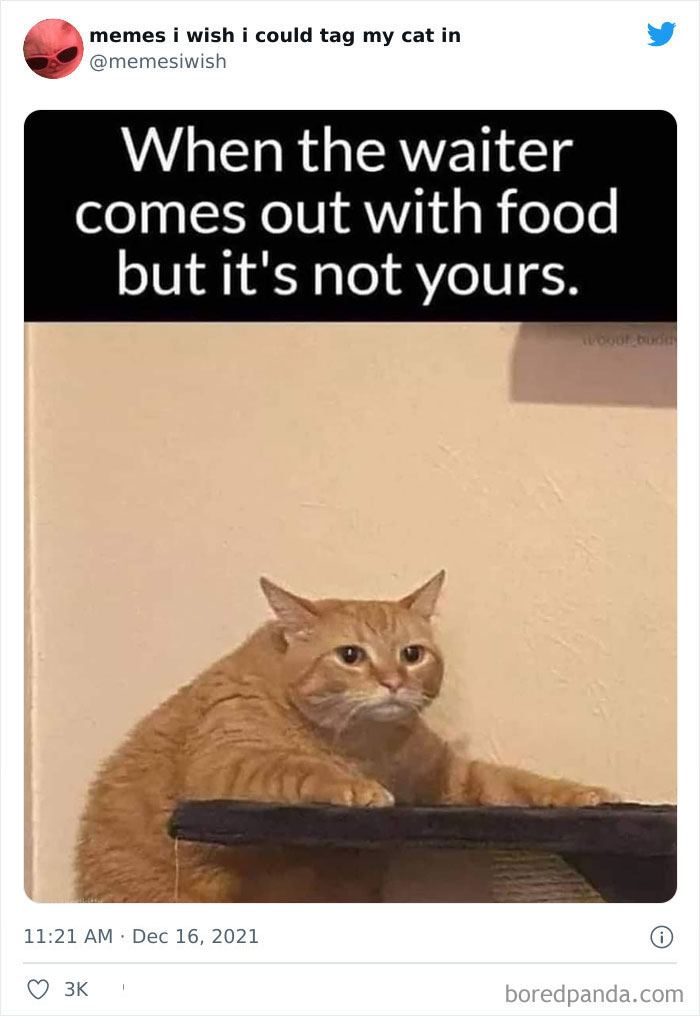 Funny Cat Memes