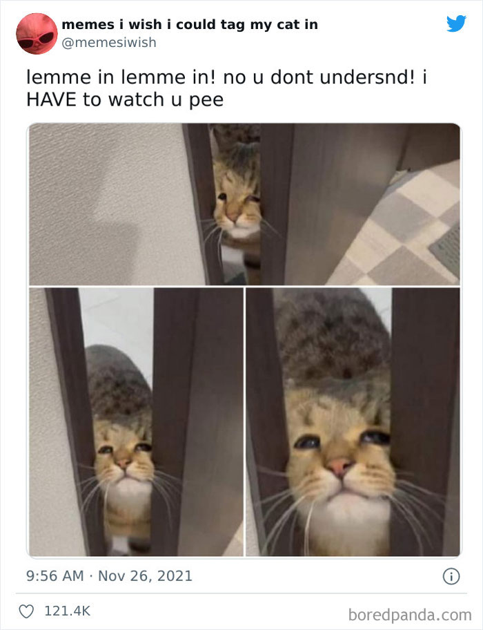 Funny Cat Memes