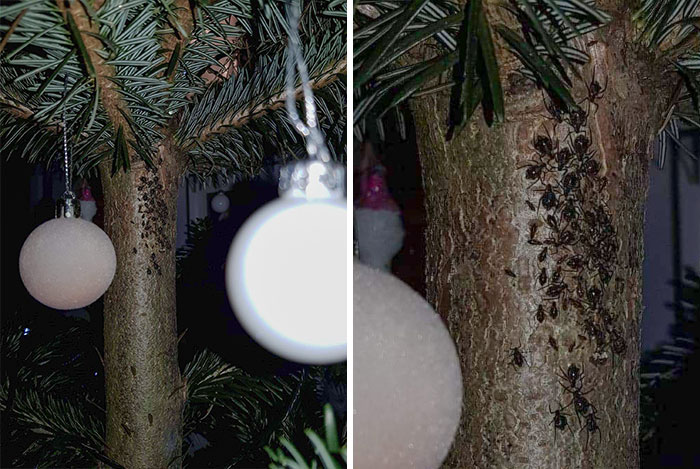 I Found Loads Of This All Over The Christmas Tree