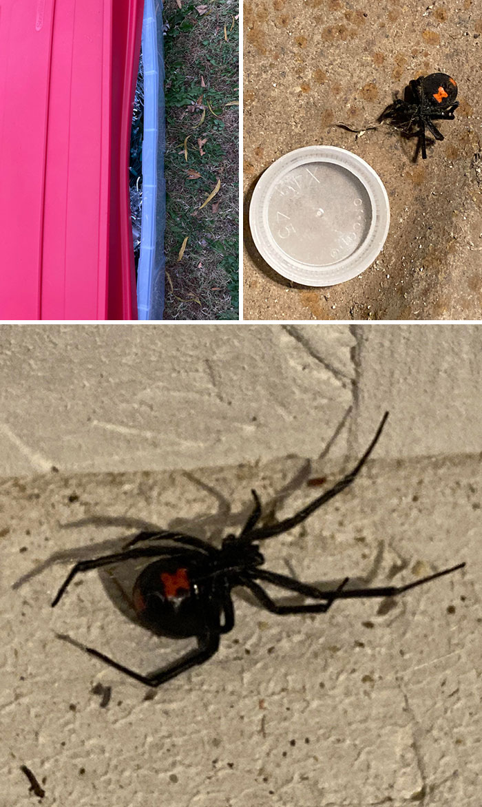 Got My Christmas Tree Out Of Storage And The Lid Was Popped Open. No Big Deal, Probably Fine. Found This Lady Under The Tub