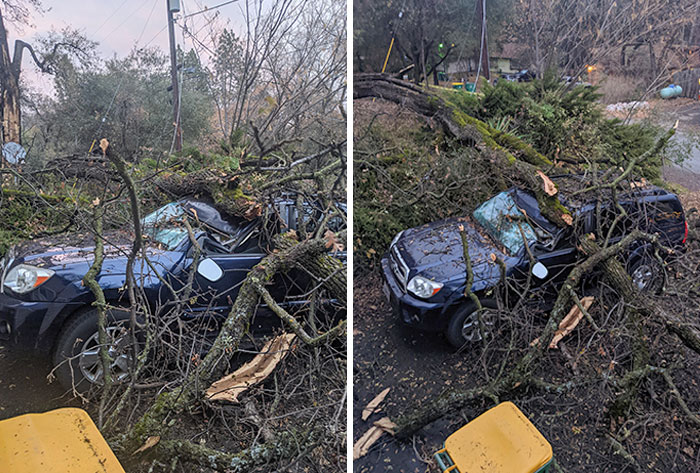 Looks Like I'll Be Giving Firewood To Everyone For Christmas