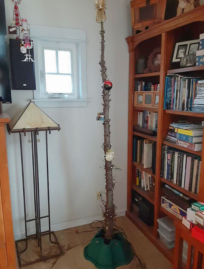 This Is My Neighbor’s Christmas Tree. He Said It Was The Last One On The Lot
