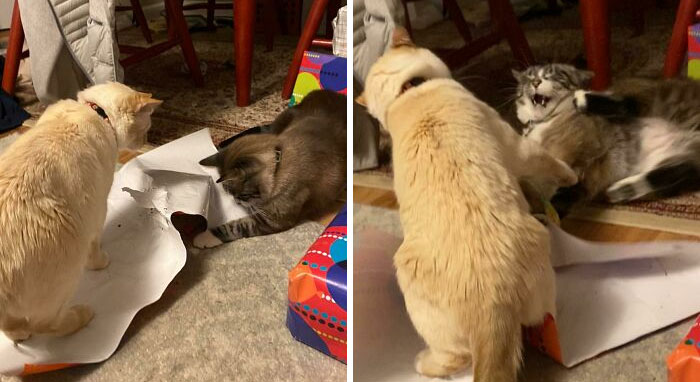 Dennis And Peach Being Christmas Jerks Again