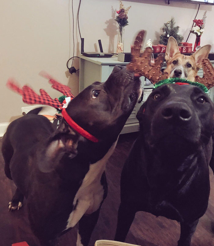 Christmas Pictures Are Going Well