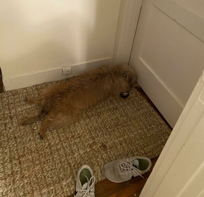 Bought My Dog Some Christmas Gifts & Hid Them In The Bedroom. She’s Been Here For The Past Hour. Sniffer 15/10