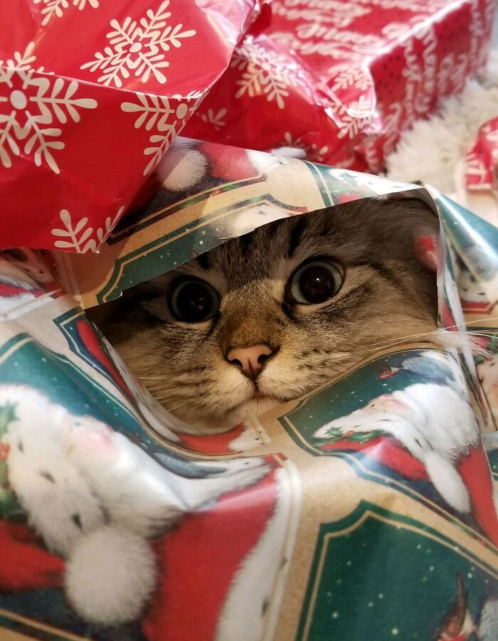 Mavericks's Favorite Part Of Christmas