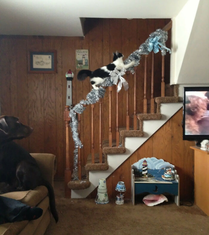 The Cat Got Catnip For Christmas, She's So High