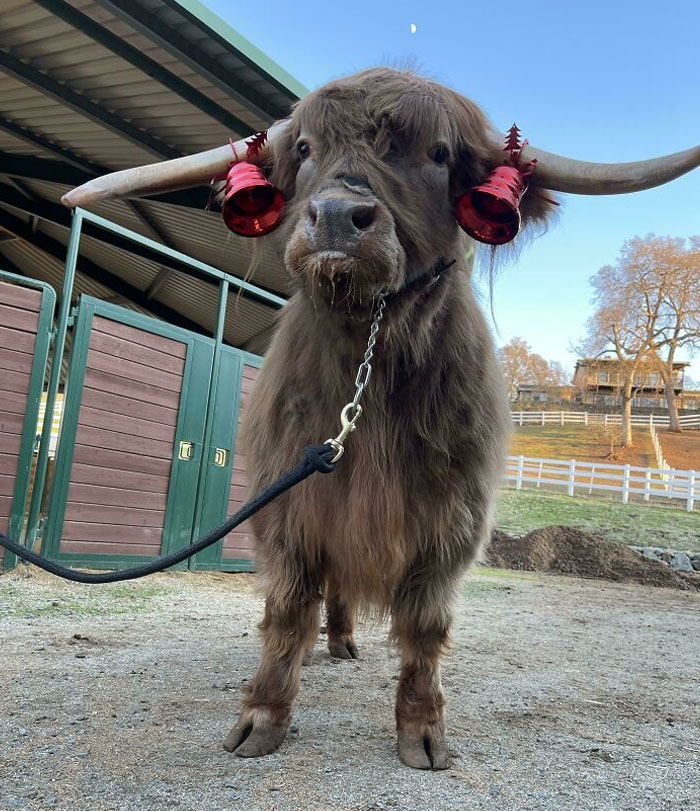 Moove On Over It’s Xmas