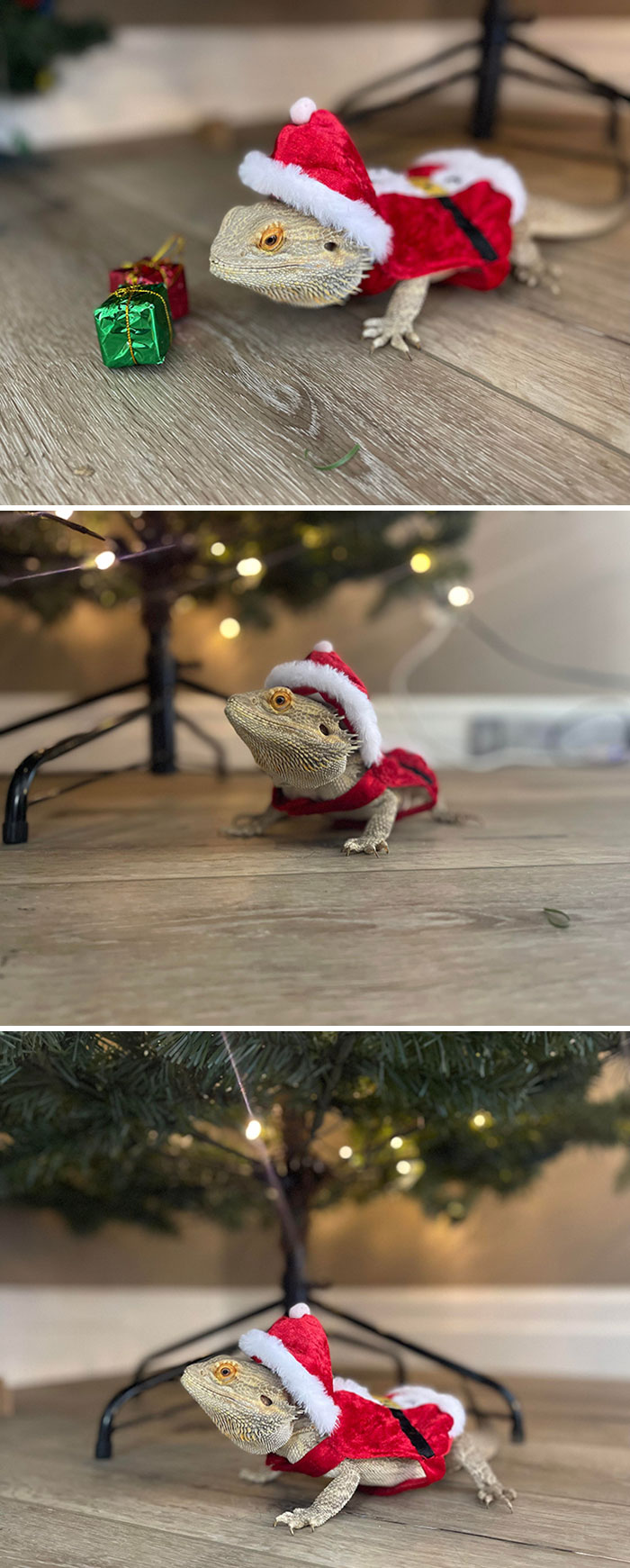 Bear Is Ready For Christmas