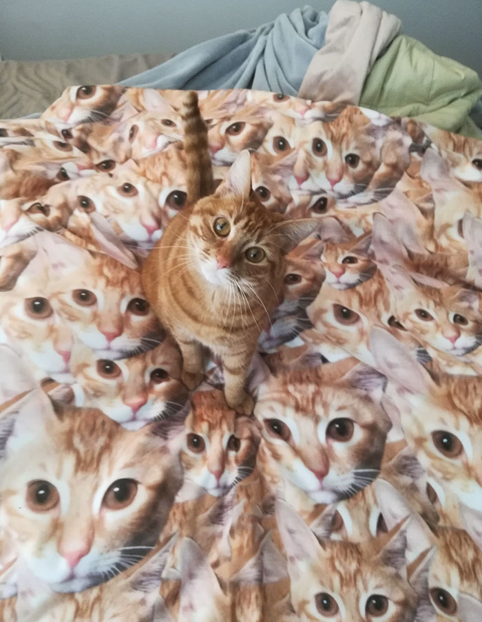 Una de mis mejores amigas me regaló esta manta para Navidad. Tuve que tomar una foto con la estrella principal