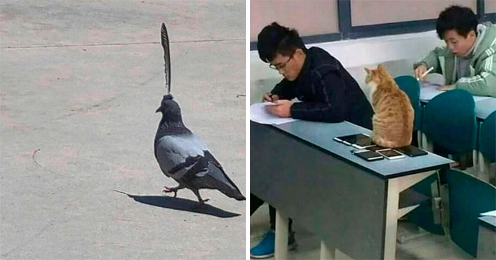 50 Animales haciendo lo que les da la gana (Nuevas fotos)