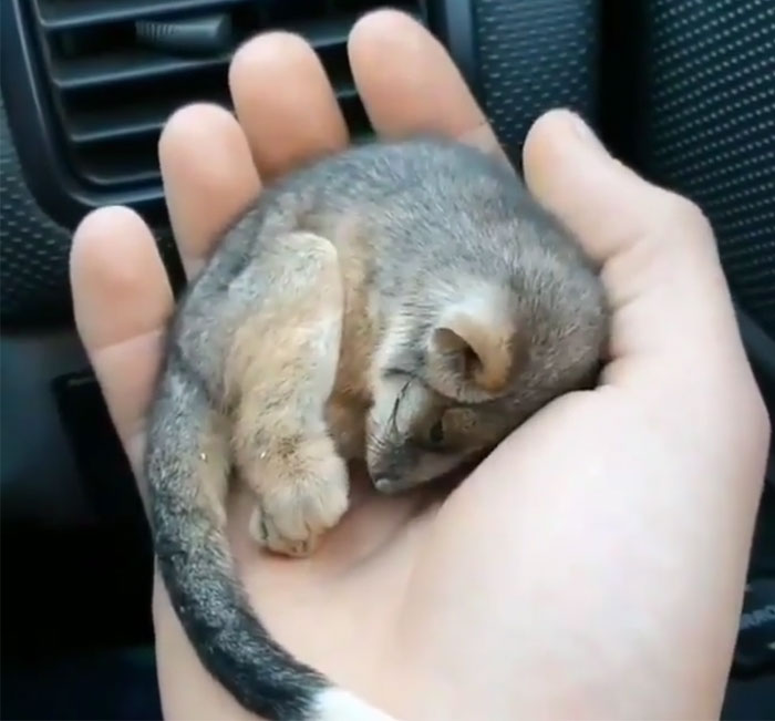 A tiny opossum resting adorably in a person's hand, showcasing cute and endearing behavior.