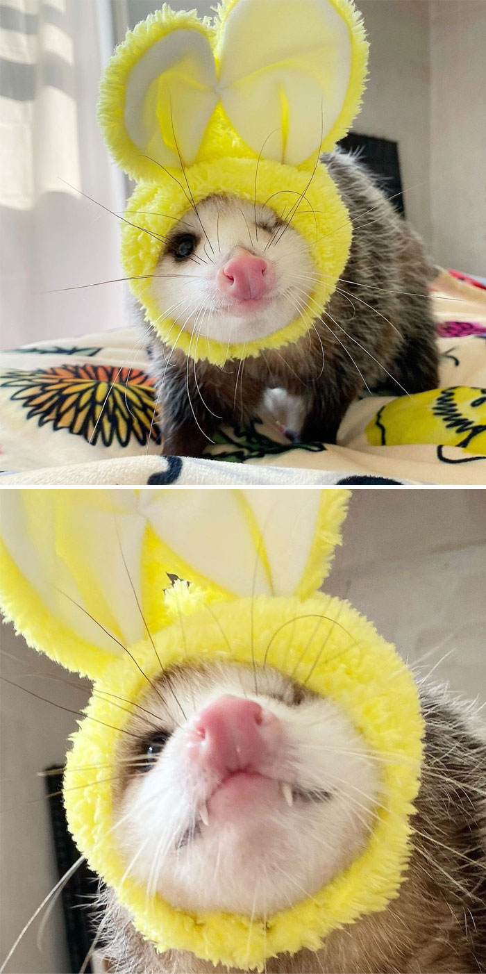 Goodnight! Sleep Tight! Don’t Let The Bed Bunny Bite