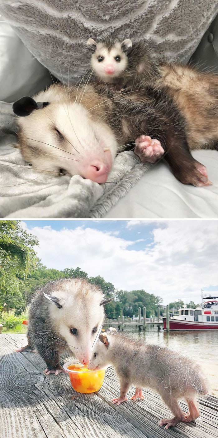 Possums and opossums being adorable: one sleeping, another pair sharing fruit on a dock.