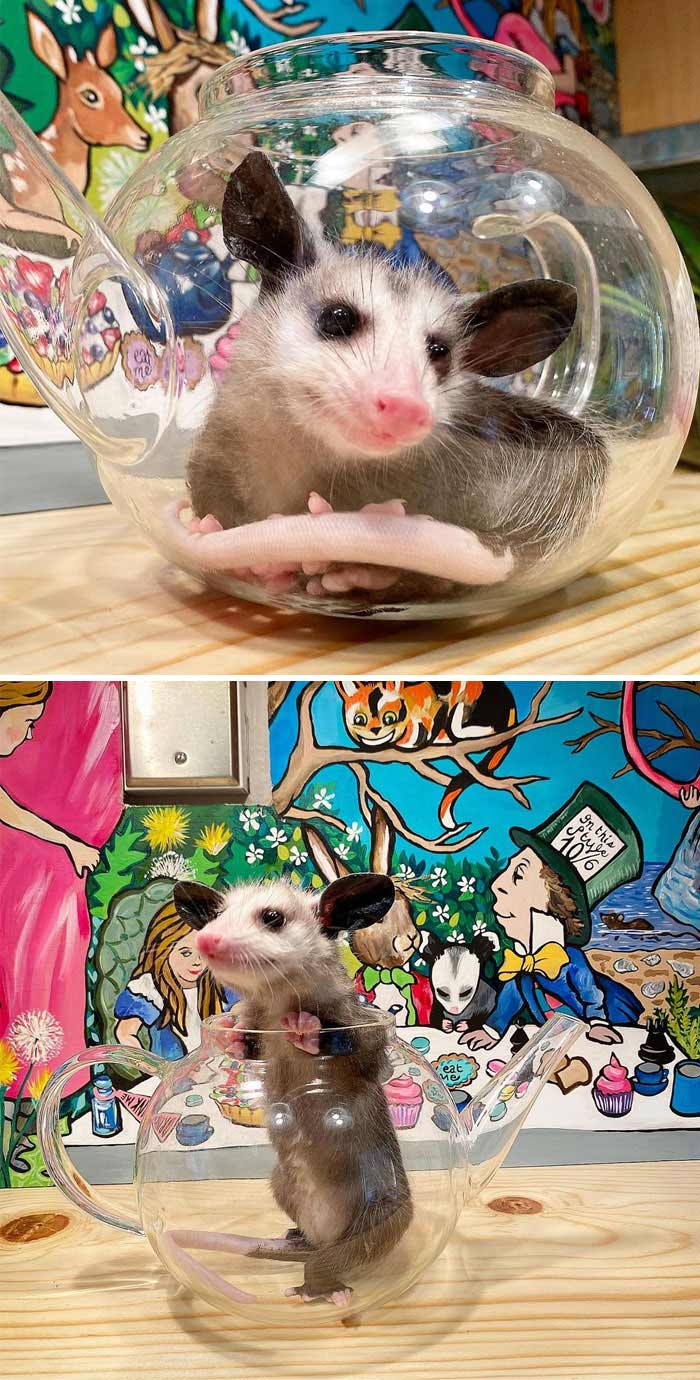 Leave Your Cupboards Open And I Will Come Visit Your Teapot! Cookie Jars Are Ok Too But I Will Eat All The Cookies First