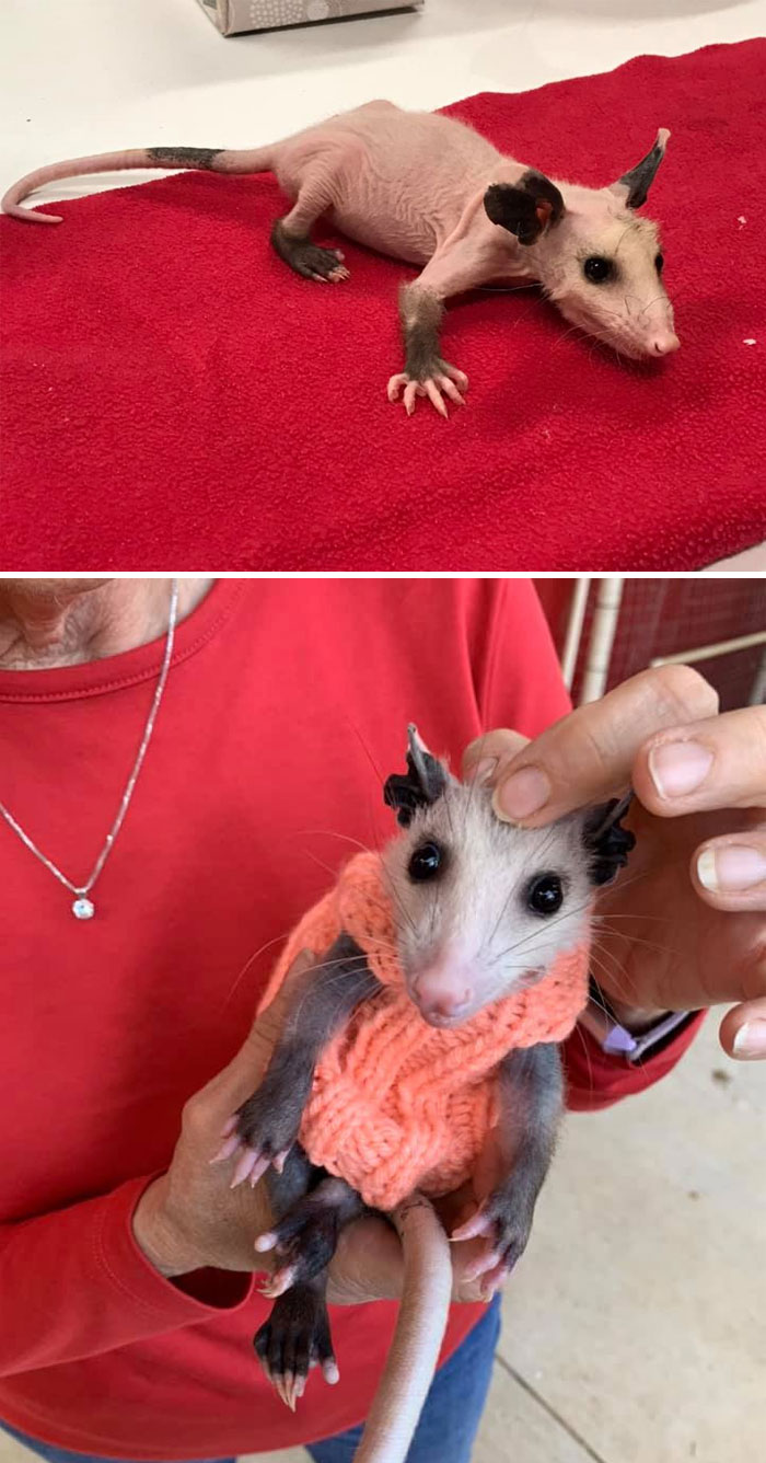 Hairless Opossum Was Saved In Lubbock From Cold Wilderness, And The People Are Knitting Sweaters For Her