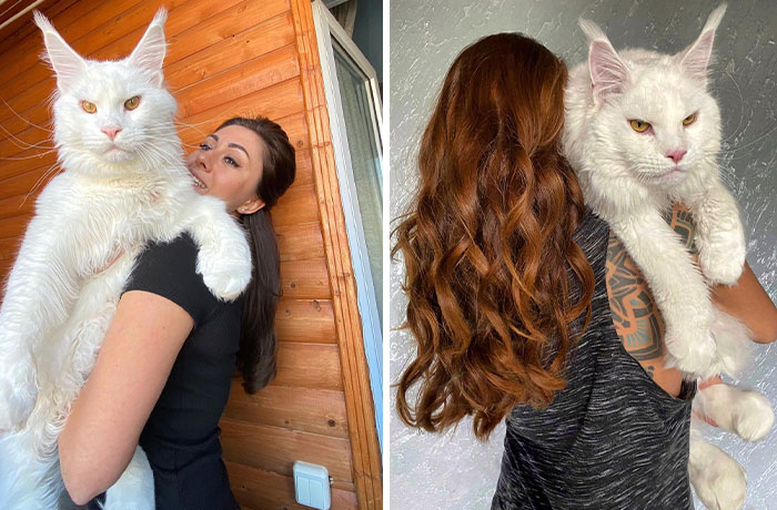 Este gato Maine Coon es tan grande que a primera vista lo confunden con un perro