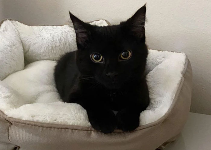 Boyfriend Lists All The Disgusting Things His GF Does With Her Cat, Gets An Instant 'Okay, Bye'