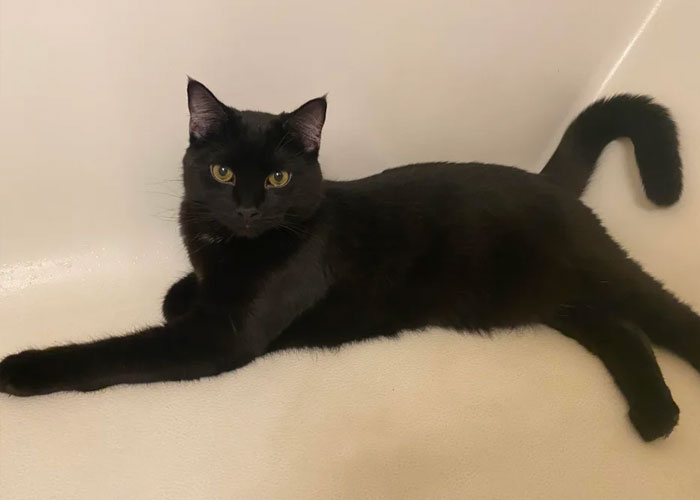 Boyfriend Lists All The Disgusting Things His GF Does With Her Cat, Gets An Instant 'Okay, Bye'