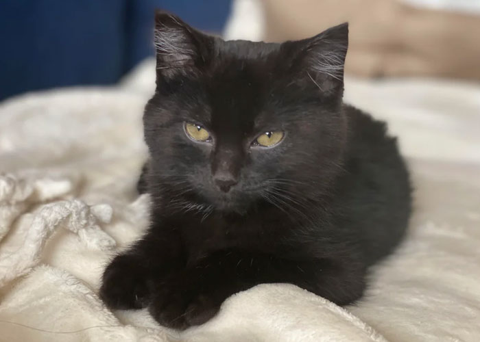 Boyfriend Lists All The Disgusting Things His GF Does With Her Cat, Gets An Instant 'Okay, Bye'