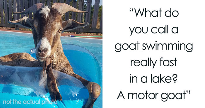 140 Of Simply Maaa-rvelous Goat Puns