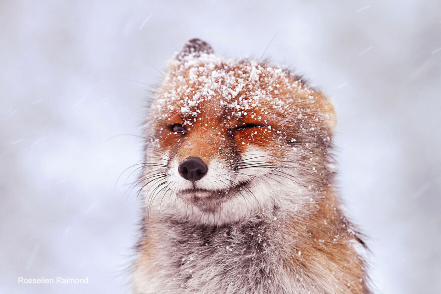 Happy Fox In The Snow