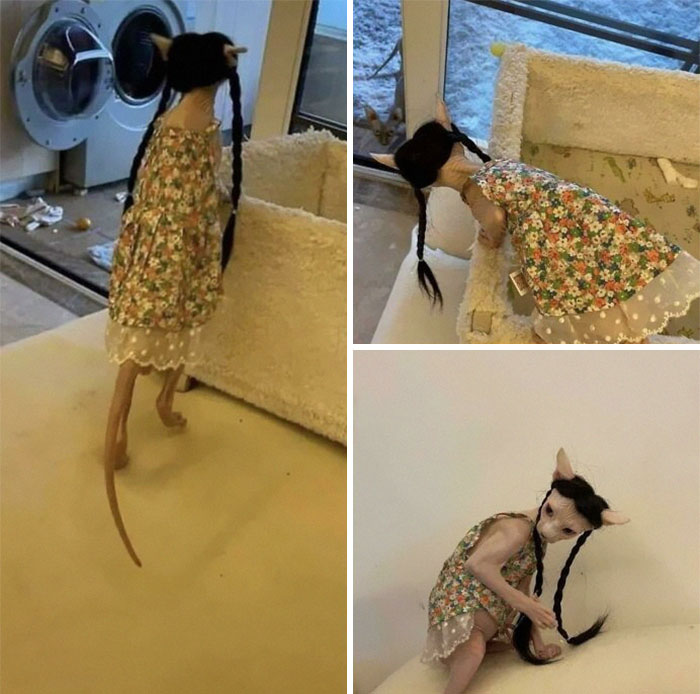 Gracias, odio a este gato desnudo haciendo de cosplay del miércoles Addams