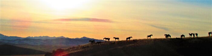 Bleu Horses, By Artist Jim Dolan. Steel Horse Sculptures Off H287 In Three Forks, Montana