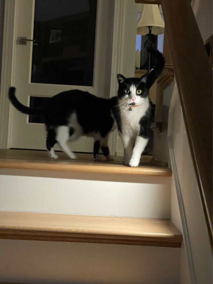 My Two Kitties St The Perfect Moment.