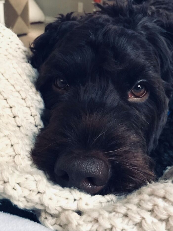 My Dog, He Is My Main Subject When It Comes To Photography As I Hate People, Enjoy :)