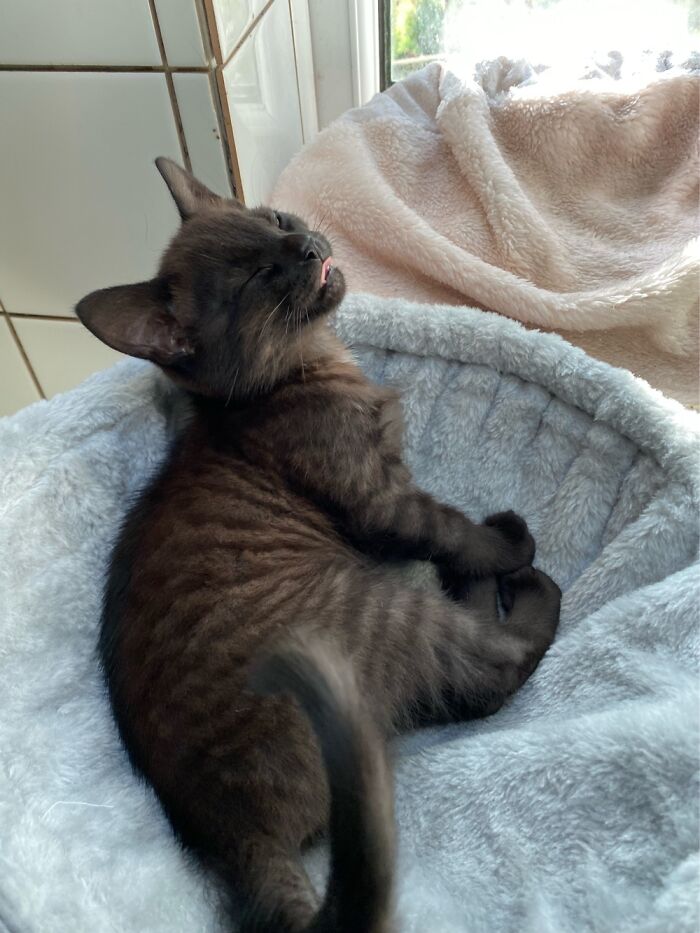 Noggin In His Favourite Spot