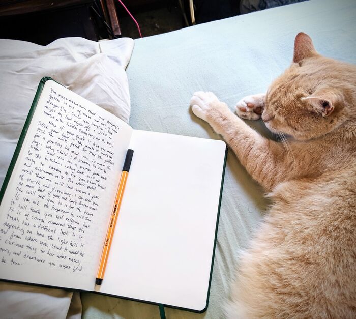 Pandorica Eloise Is Helping With Nanowrimo