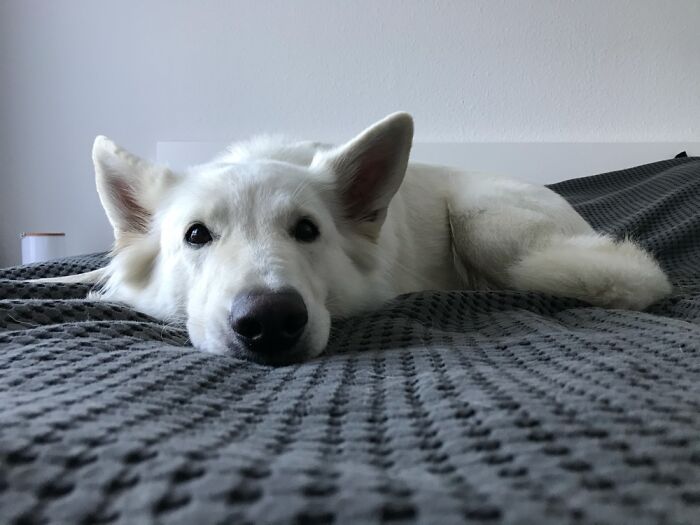 Blissed Out On The Bed. (Where She Isn‘T Allowed On, Of Course)