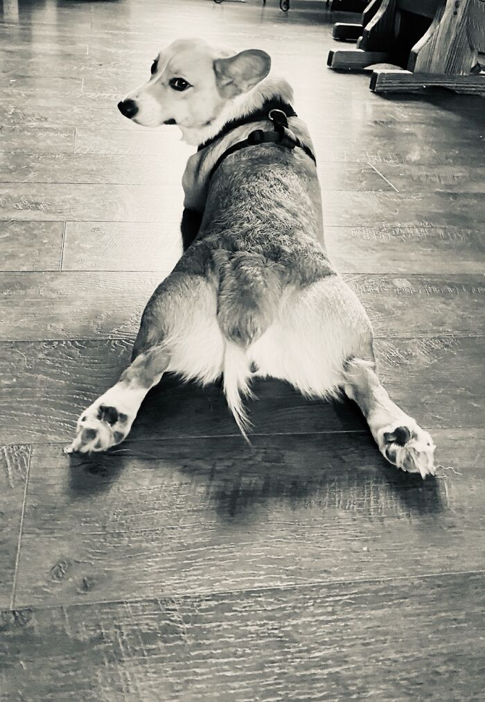 A Corgi. If You Know, You Know.